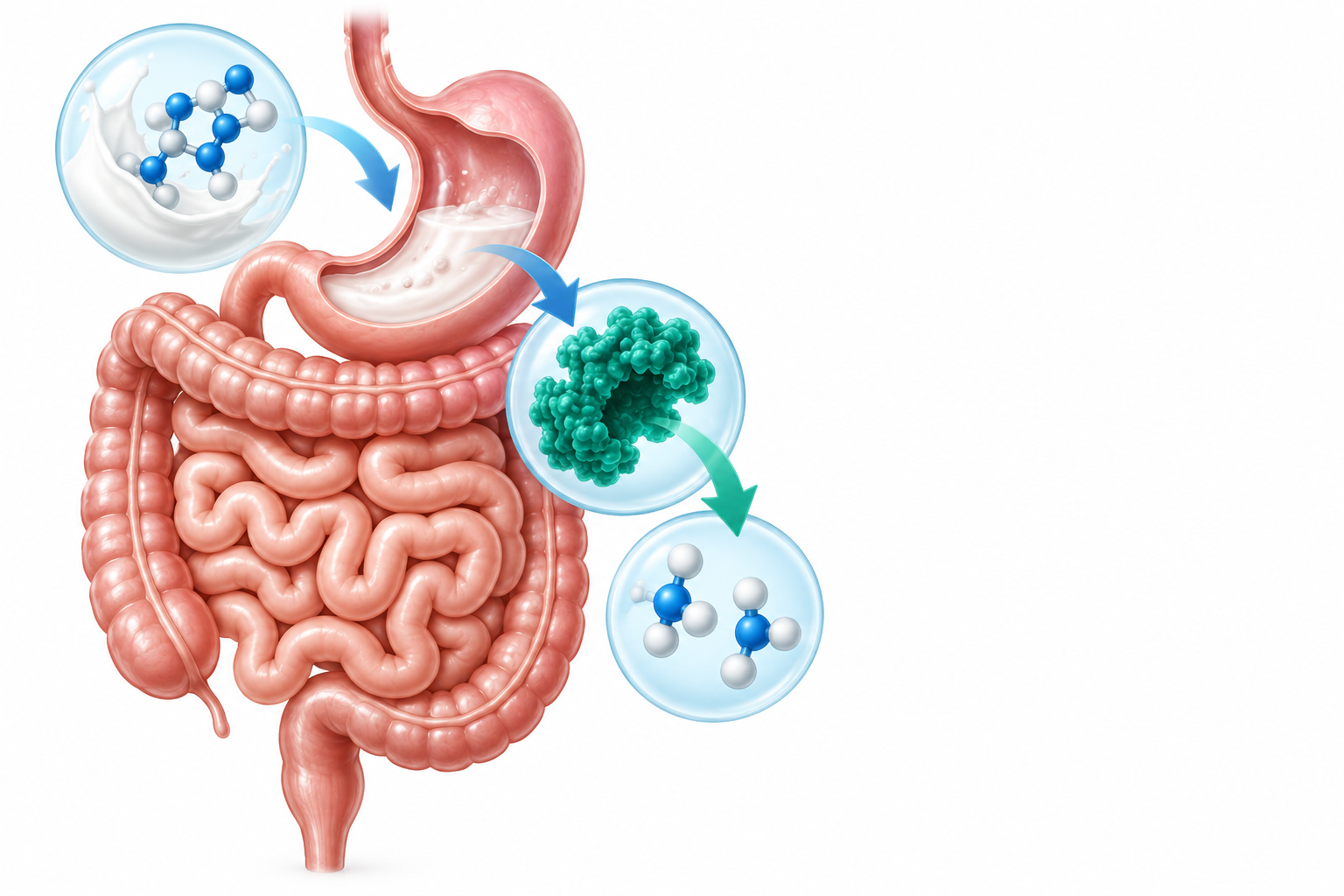 أنزيم اللاكتيز | Lactase Enzyme — رسم توضيحي لفئة انعدام اللاكتاز