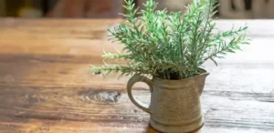 إكليل الجبل: فوائد واستخدامات و أضرار