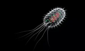 مقاومة السالمونيلا للمضادات الحيوية: خطر عالمي